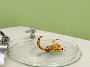 Foi picado por escorpião? Saiba qual unidade de saúde procurar em Alagoas