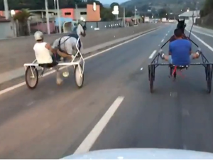 [Vídeo] Cavalo cai durante racha entre charretes em rodovia no interior de SP