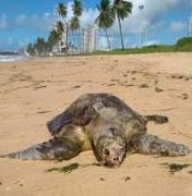 Biota registra a morte de duas tartarugas marinhas na orla de Maceió