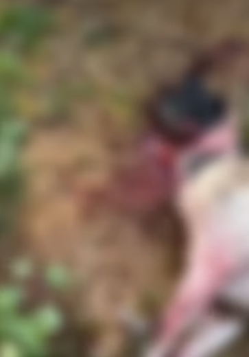 Nove ovelhas morrem após ataque de cães em Palmeira dos Índios