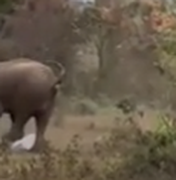 Homem sobrevive a ataque de elefante após ser pisoteado na Índia