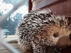 Porco-espinho é capturado e devolvido à natureza em São José da Laje