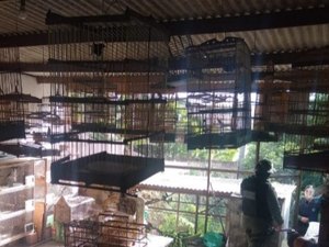 Batalhão de Polícia Ambiental resgata 153 pássaros silvestres em Campo Alegre