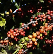 Café barateou por causa do tarifaço? Veja o que dizem especialistas
