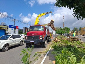 Árvore cai, bloqueia avenida principal de Murilópolis e deixa trânsito lento