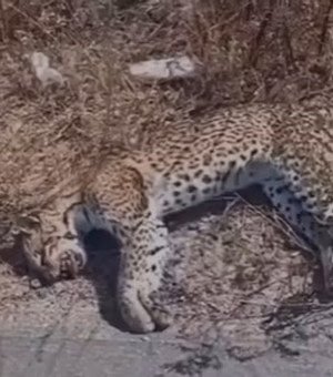 Jaguatirica é achada morta na AL-220, no município de São José da Tapera
