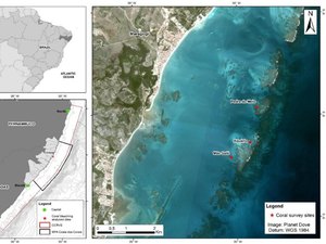 Pesquisa constata alta mortalidade de corais no Litoral Norte