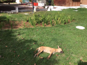 Cachorros supostamente envenenados são encontrados mortos na área central de Arapiraca
