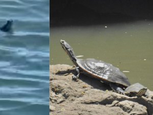 Cágados voltam a aparecer no Riacho Salgadinho após revitalização