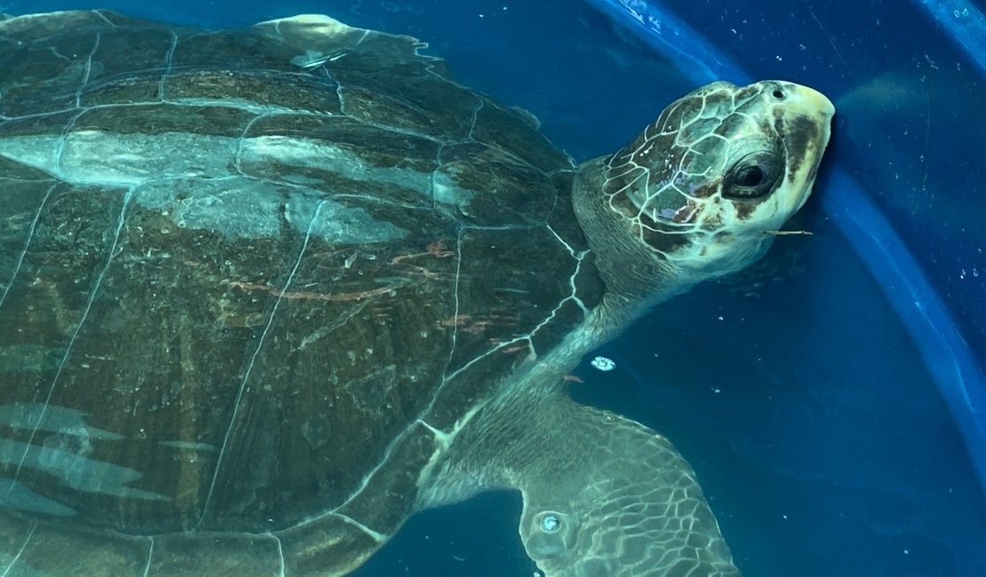 [Vídeo] AL registra quase 600 encalhes de animais marinhos; Biota faz alerta