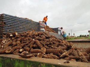 Governo discute projeto de isenção fiscal para derivados da mandioca