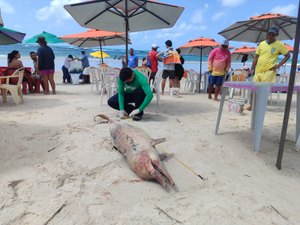 Golfinho com marcas de mordidas de tubarão encalha morto na Praia do Francês