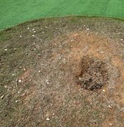 Muda de Ipê recém plantada é furtada no novo Mirante da Santa Amélia, em Maceió