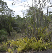 No dia da Caatinga, IMA alerta para a importância da preservação do bioma