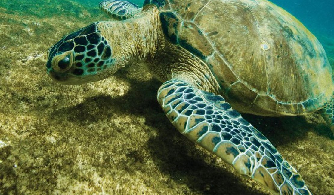 Tartaruga-verde deixa lista de espécies ameaçadas de extinção