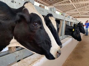 71ª Expoagro: Governo lança segunda etapa da campanha contra a febre aftosa