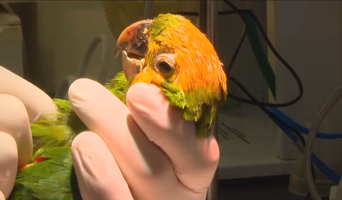 Maritacas são pintadas como papagaios para valer mais no tráfico de animais no RJ