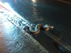 Jiboia é encontrada subindo uma ladeira, em Maceió