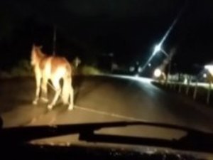 Motoristas registram animais no meio da rodovia AL-101 Norte, em Maragogi