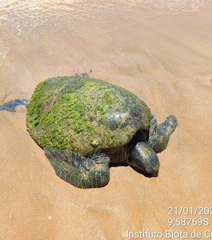 Tartaruga marinha encalha na praia de Garça Torta, em Maceió