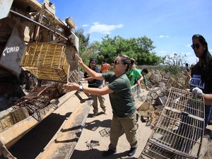 Cativeiros de sofrimento e solidão, 600 gaiolas apreendidas pela FPI do Rio São Francisco são destruídas