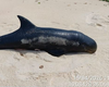 Filhote de golfinho raro é encontrado morto no litoral sul de Alagoas