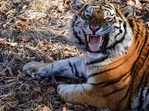 Tigre mata tratadora em frente a visitantes de zoológico em Zurique