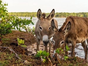 Projeto proíbe abate de jumentos devido ao risco de extinção