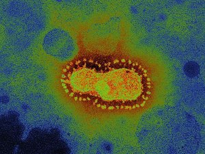 O que se sabe sobre vermífugo nitazoxanida, defendido por ministro para tratamento de covid-19