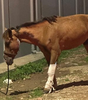 Cavalo fica gravemente ferido após acidente com carro no bairro Bom Sucesso