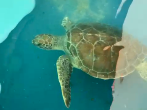 Tartaruga-verde reabilitada após amputação será devolvida ao mar, em Riacho Doce