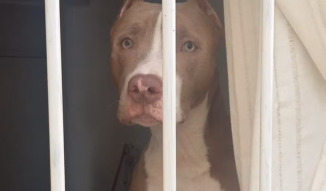 Governo de SC restringe circulação de pitbulls e impõe castração de animais da raça;