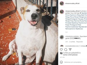 Cadela que teve roupa roubada ganha mais de 20 mil seguidores nas redes
