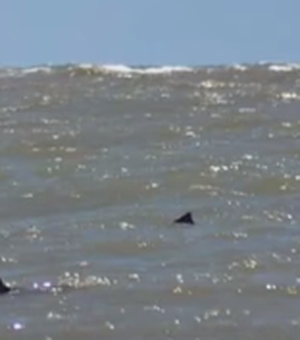Tubarões são vistos perto da orla, em Sergipe
