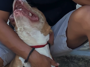 JP Adestramento Canino adverte sobre negligência e manejo de pitbulls em Arapiraca