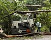 [Vídeo] Árvore cai sobre caminhão e interdita rodovia que liga Pernambuco com Alagoas