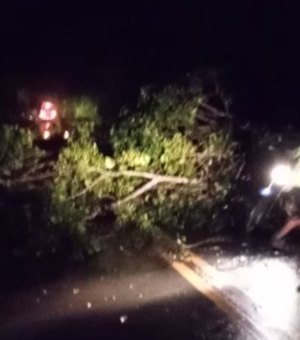 Árvore cai e bloqueia rodovia em Porto Calvo
