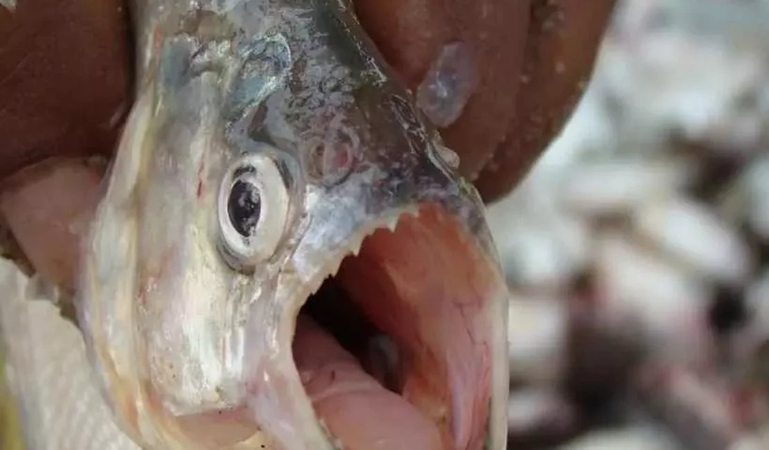 Peixe carnívoro deixa homem ferido nas águas do Rio São Francisco em AL