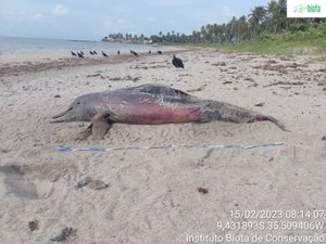 Golfinho é achado morto na praia da Barra de Santo Antônio