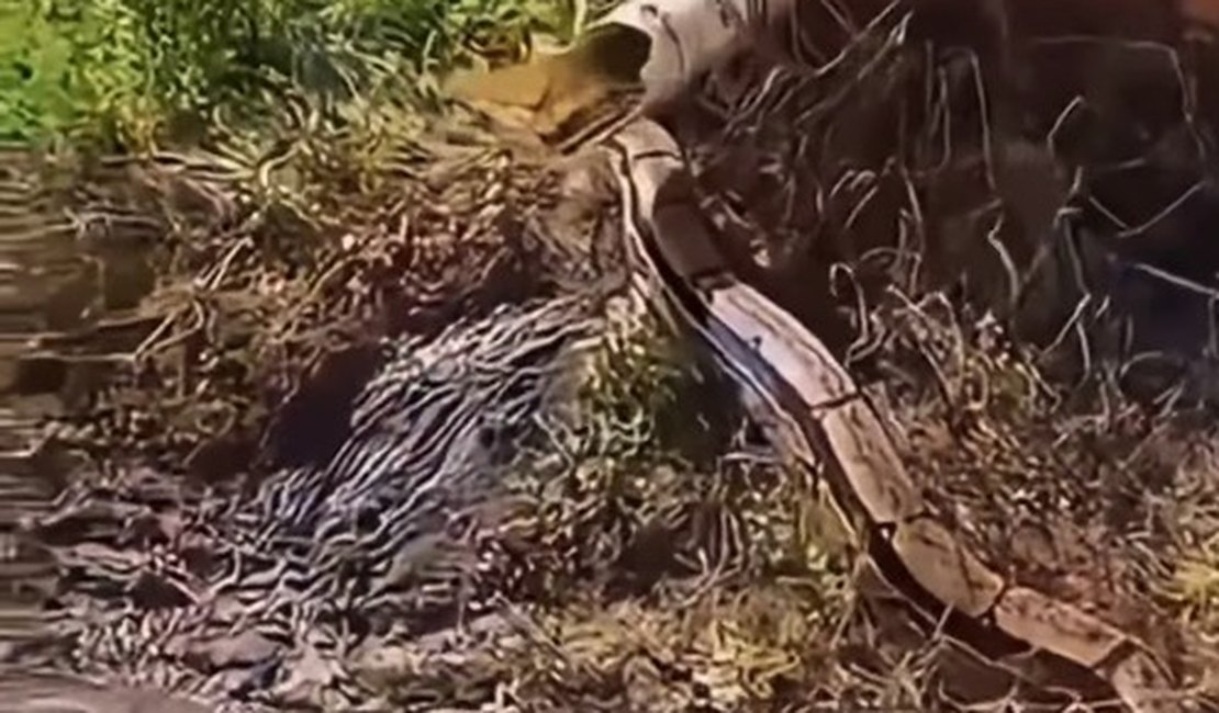 Cobra de grande porte surpreende moradores em bairro de Arapiraca e vídeo repercute nas redes