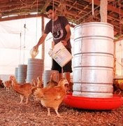Avicultores do Sertão alagoano participam da maior feira de agricultura familiar