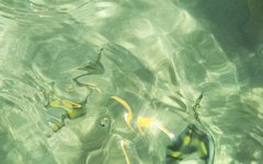 Peixes podem ser vistos nas águas cristalinas de Japaratinga