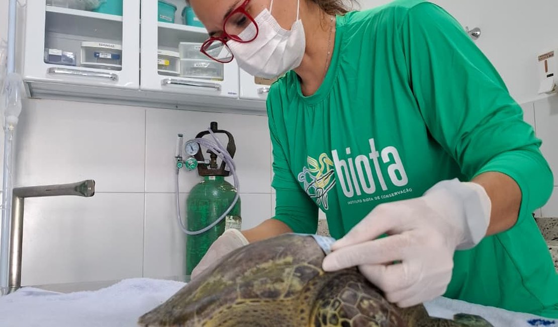 Tartaruga-verde é resgatada com nadadeira mutilidada por lixo na Praia do Francês