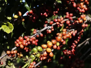 Café barateou por causa do tarifaço? Veja o que dizem especialistas