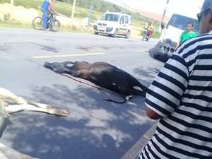 [Vídeo] Van de transporte intermunicipal atropela bois em Marechal Deodoro