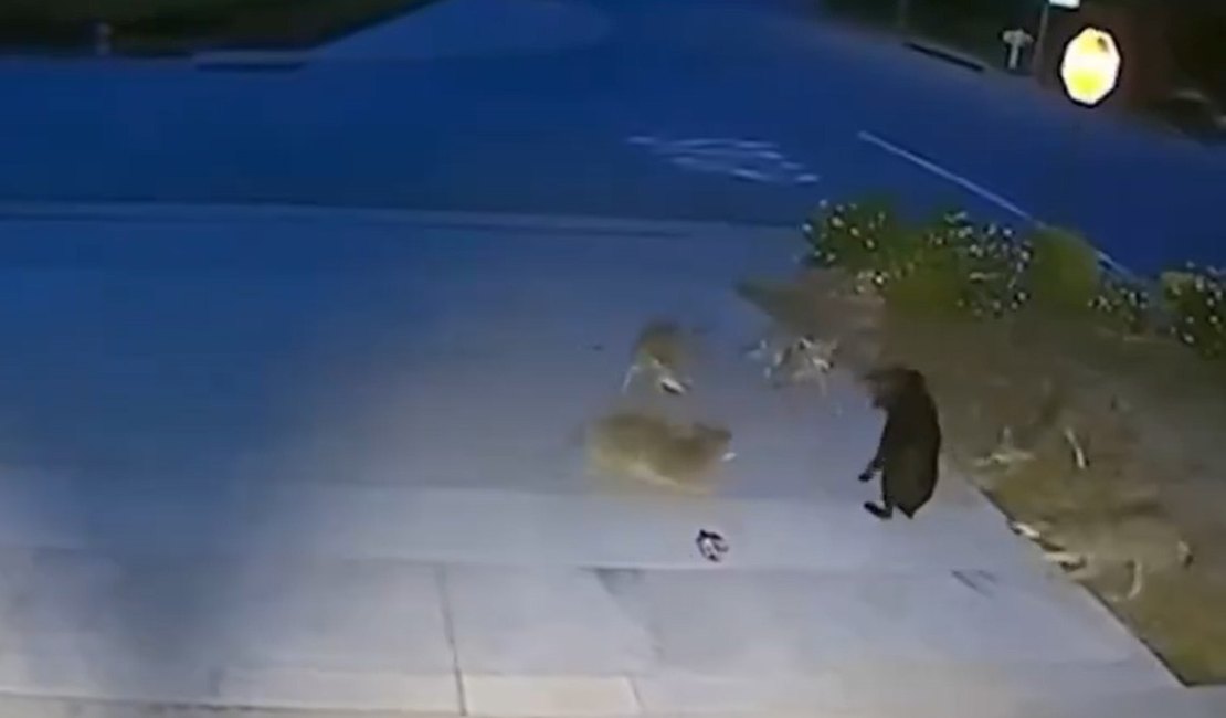 [Vídeo] Cão enfrenta cinco coiotes por 45 minutos na Califórnia e vira herói