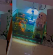 Cadela cai em aquário ao tentar “nadar” com irmãos pets