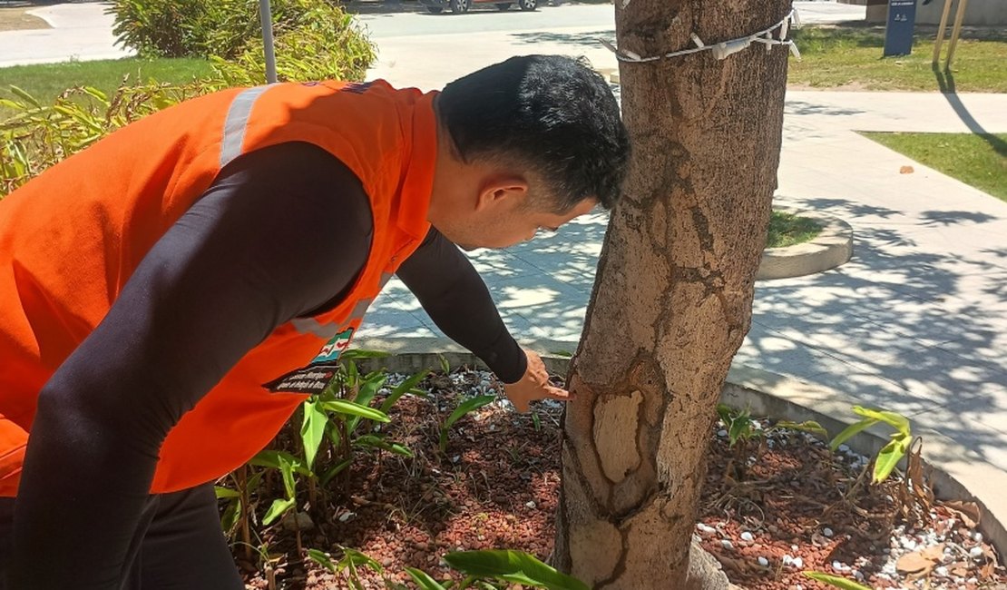 Mais 10 mil m² de espaços arborizados serão vistoriados pela Defesa Civil de Maceió