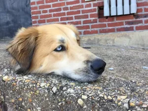 Cachorro sem corpo? Ilusão de ótica confunde internet