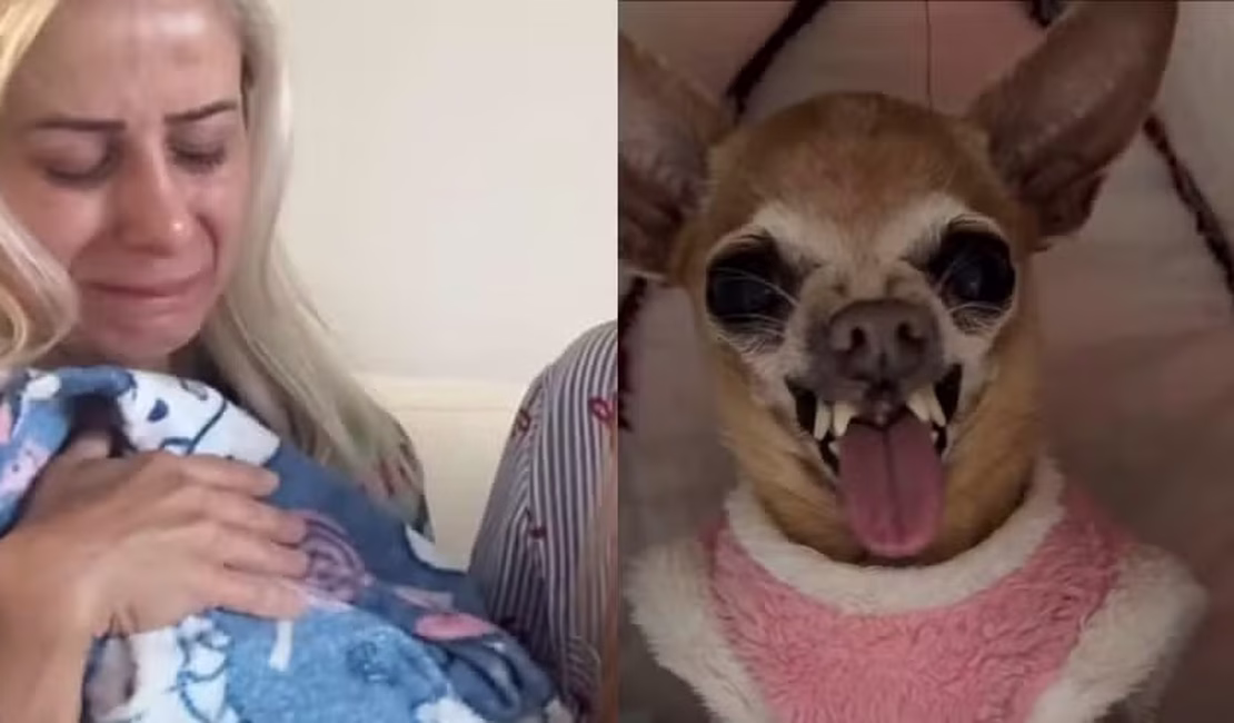 Morre Pituca, pinscher mal-humorada com mais de um milhão de seguidores